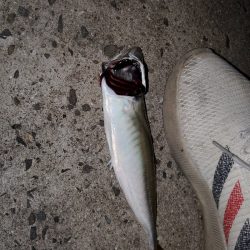 アジング～ガシリング～メバリング