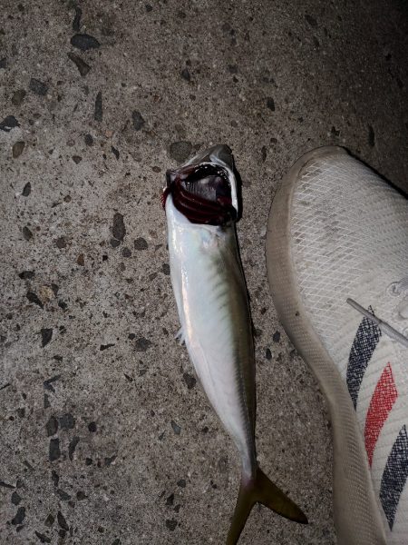 アジング～ガシリング～メバリング