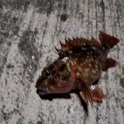 ナイトフィッシング