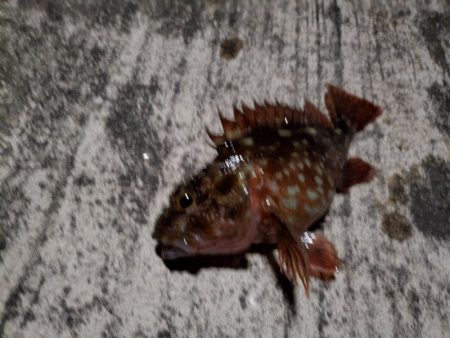 ナイトフィッシング