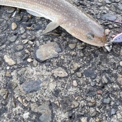 釣れないよりはマシ