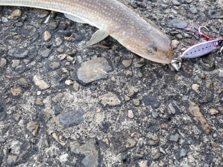 釣れないよりはマシ