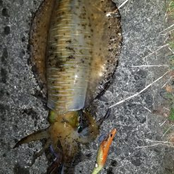 久しぶりにエギング