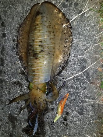 久しぶりにエギング