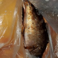 アジングのはずが