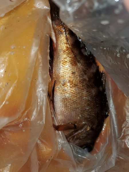 アジングのはずが