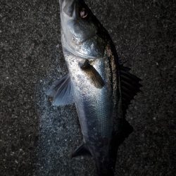 久々の50アップ