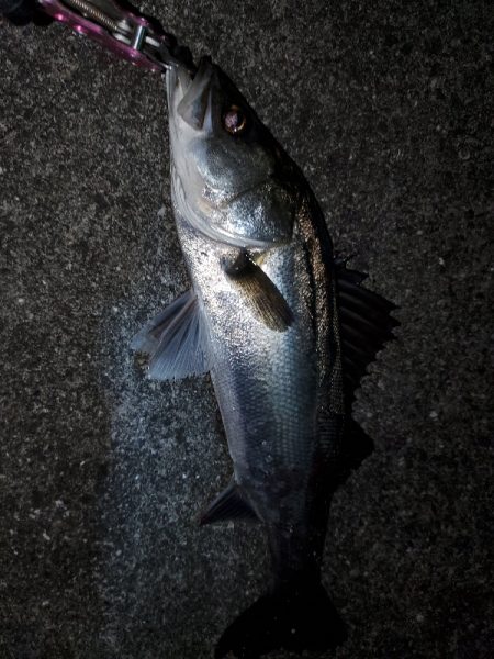 久々の50アップ