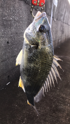 今日もキビレ好調