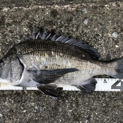 イチノ兄弟、釣果！