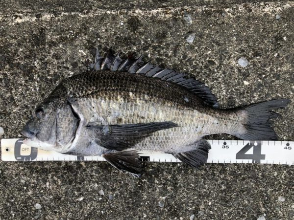 イチノ兄弟、釣果！