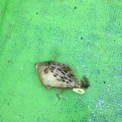 橘沖でカワハギ