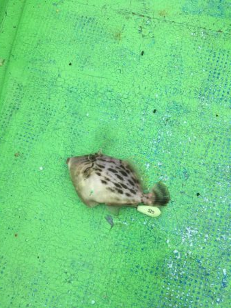 橘沖でカワハギ