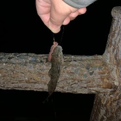 カレイ釣りのはずが…