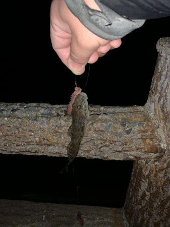 カレイ釣りのはずが…