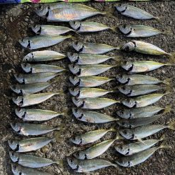 アジングとサビキ釣り