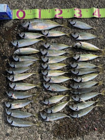 アジングとサビキ釣り