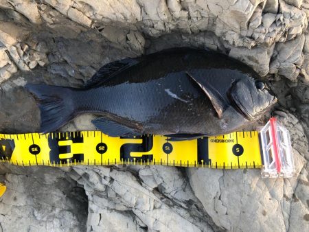 グレ爆釣　35から25cm10匹