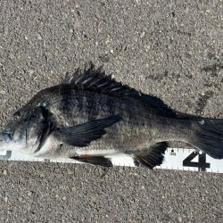 イチノ兄弟、釣果！