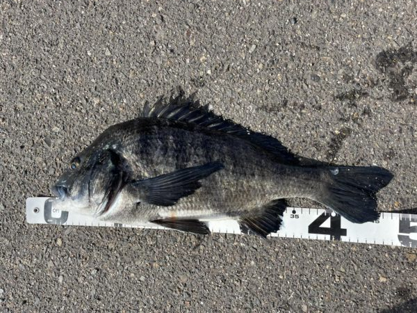 イチノ兄弟、釣果！