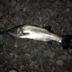 サゴシを狙いに