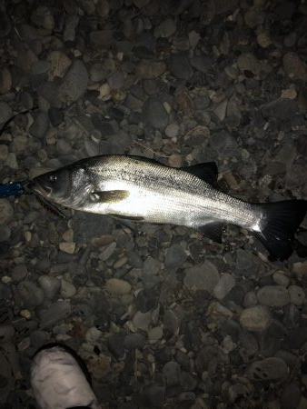 サゴシを狙いに