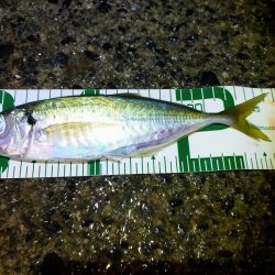 サイズが出ないなあ