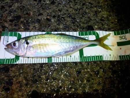 サイズが出ないなあ