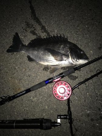 青イソメいいですね