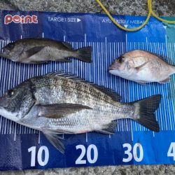 黒メバルやらチヌやら