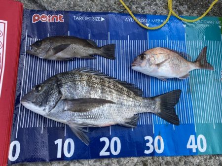 黒メバルやらチヌやら