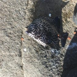 初イシガキダイ