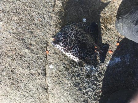 初イシガキダイ