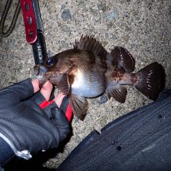 メバルとガシラ