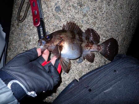 メバルとガシラ