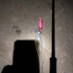 渋い感じでしたが…