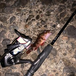 初釣りアジング　思わぬ来客