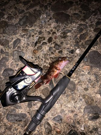 初釣りアジング　思わぬ来客