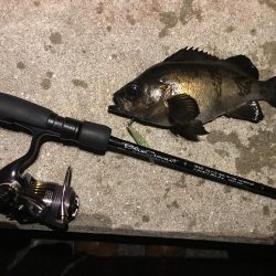 アジングって一体…