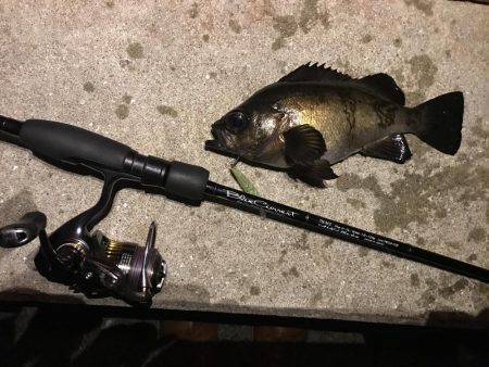 アジングって一体…