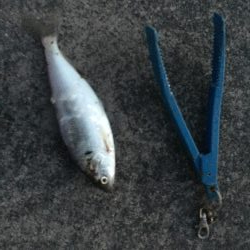 極寒 爆風 釣行