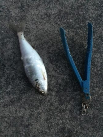 極寒 爆風 釣行