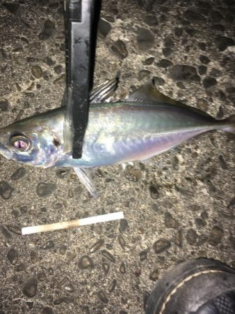 2021初釣行・アジング編