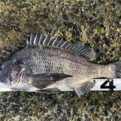 イチノ兄弟、釣果！