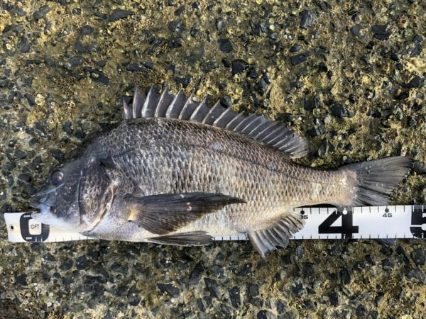 イチノ兄弟、釣果！