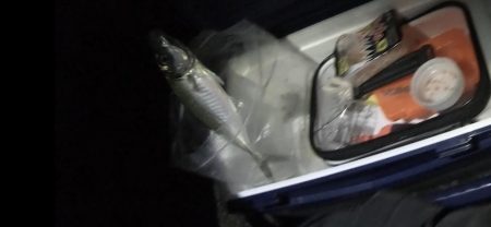 はじめてのカゴ釣り