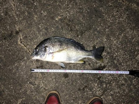 初釣りキビレまあまあのサイズ