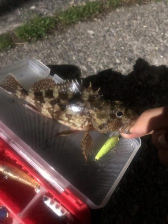 メバルは何処？