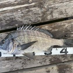 イチノ兄弟、釣果!