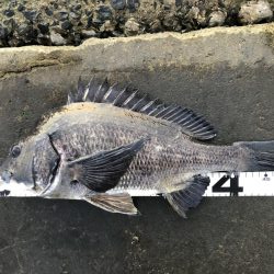 イチノ兄弟、釣果！